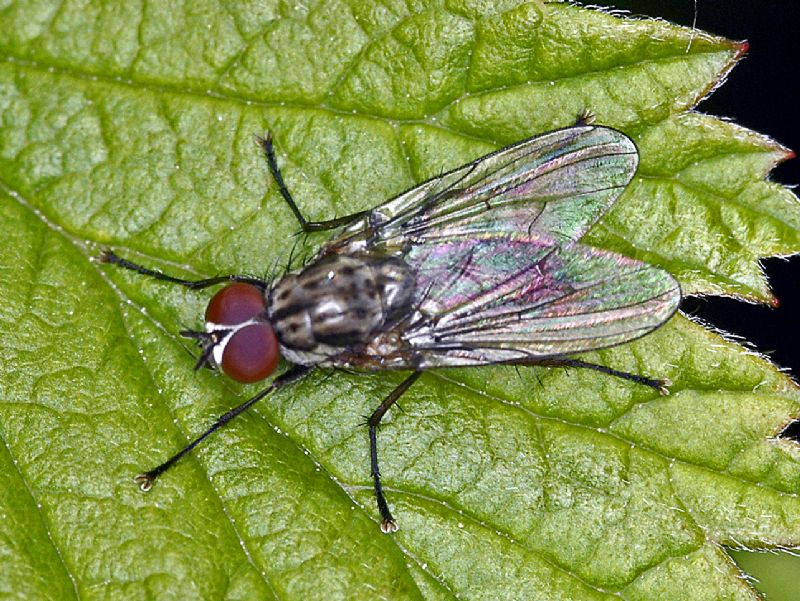 Una piccola mosca su un alto monte: cf. Delia sp. (Anthomyiidae)